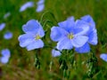 Light blue wild flex flowers in bloom. fragile beautiful petals. soft green background.