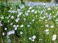 light blue wild flex flowers in full bloom. freshness concept