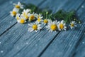 Light blue wooden vintage background with copy space and white daisies Royalty Free Stock Photo