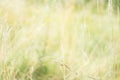 Light blurred background with green and yellow grass. Nature background. Background for spring and summertime Royalty Free Stock Photo