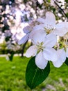 Light blurred background, spring bloom, spring time, White tender branch of a blossoming apple tree together in flowers close-up Royalty Free Stock Photo