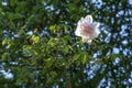 Light blush flower of the rambling rose Madame Alfred Carriere climbing high up in a tree, old noisette rose bred by Schwartz 1875 Royalty Free Stock Photo