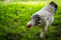 Light Brahma Farm Chicken Royalty Free Stock Photo