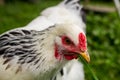 Light Brahma Farm Chicken Royalty Free Stock Photo