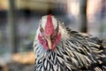 Light Brahma Farm Chicken Royalty Free Stock Photo