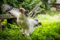 Light Brahma Farm Chicken Royalty Free Stock Photo