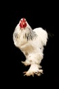 Light brahma rooster Royalty Free Stock Photo