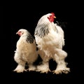 Light brahma rooster and hen Royalty Free Stock Photo