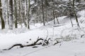 Light through the branches in the winter forest. Snow on the road. Cold winter. Cover. Frozen surface.