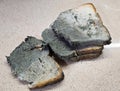 Light bread with mold Royalty Free Stock Photo
