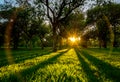 Light breaking through the leaf of the tree and long shadows during the sunset in the park of Turia. Valencia. Royalty Free Stock Photo