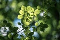 Light breaking through the leaves