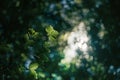 Light breaking through the leaves