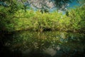 Light Breaks Through Small Open Cove In The Everglades