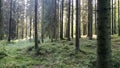 Light breaks through trees in a forest