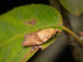 A Light Brown Apple Moth resting on a leaf Royalty Free Stock Photo