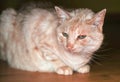 Light brown or beige cat with green eyes, resting on the floor Royalty Free Stock Photo