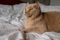 Light brown British short hair cut on a bed. The model has relaxed face expression and beautiful brown eyes. Home pet portrait Royalty Free Stock Photo