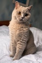 Light brown British short hair cut on a bed. The model has relaxed face expression and beautiful brown eyes. Home pet portrait Royalty Free Stock Photo