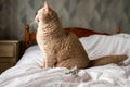 Light brown British short hair cut on a bed. The model has relaxed face expression and beautiful brown eyes. Home pet portrait Royalty Free Stock Photo