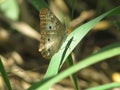 light brown butterfly perched on the grass sunning itself with its black spots. Royalty Free Stock Photo