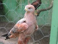 Light brown caboclo hawk with red brindle in captivity.