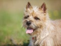 Light-brown Cairn Terrier dog