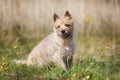 Light-brown Cairn Terrier dog