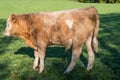 Light brown calf stands on a fenced meadow