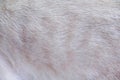Light brown cat fur patterns abstract texture for background Royalty Free Stock Photo