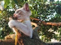 Light brown cat playing on the tree, low angle view Royalty Free Stock Photo