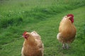 Chicken cockerel and hen Royalty Free Stock Photo