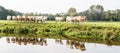 Light brown colored cows are reflected in the water Royalty Free Stock Photo