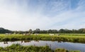 Light brown colored cows are reflected in the water Royalty Free Stock Photo