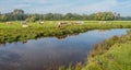 Light brown colored cows are reflected in the water Royalty Free Stock Photo