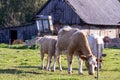 Several light brown cows are grazing in a field against the background of an old building Royalty Free Stock Photo