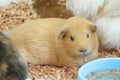 light brown cute Cavia porcellus, Guinea pig from organic farm.