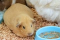 light brown cute Cavia porcellus, Guinea pig from organic farm.