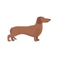 Light Brown Dachshund breed standing