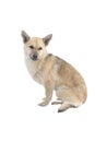 Light brown dog Royalty Free Stock Photo