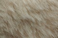 Light brown dog fur Royalty Free Stock Photo