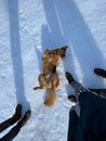 Light brown dog rolling on the back surrounded by a group of people. Royalty Free Stock Photo