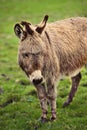 Light brown donkey in meadow looking Royalty Free Stock Photo