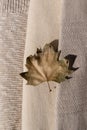 Light brown dried fall leaf over beige, creamy and taupe knitted wool and cotton sweaters texture background. Autumn Royalty Free Stock Photo