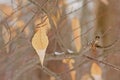 Dried American beech leaf on bare branches in the forest, Fagus grandifolia