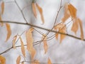 Dried American beech leaves on bare branches in the forest, Fagus grandifolia