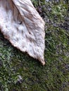 Light brown fall leaf on top of green moss Royalty Free Stock Photo