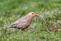 Light brown female common blackbird Turdus merula