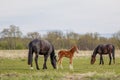 A light brown foal and two dark horses graze in the pasture Royalty Free Stock Photo