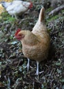 Light Brown Free Range Chicken Wandering About Royalty Free Stock Photo